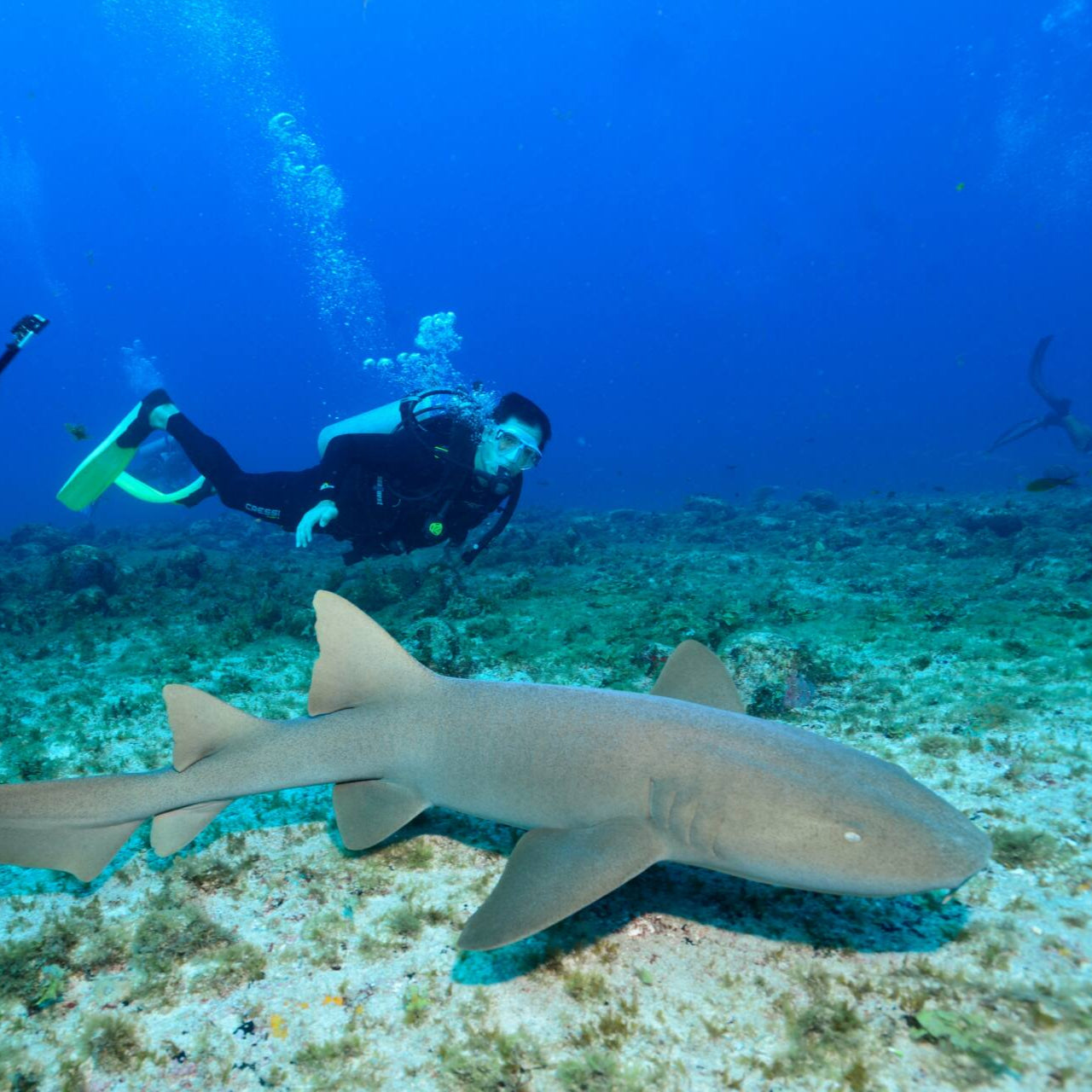 Mergulho nos recifes de coral